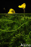 Groot blaasjeskruid (Utricularia vulgaris)