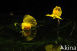 Groot blaasjeskruid (Utricularia vulgaris)