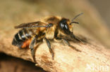 Grote bladsnijder (Megachile willughbiella)