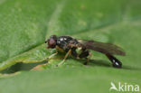 Sphegina sibirica