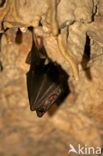 Greater Horseshoe Bat (Rhinolophus ferrumequinum)
