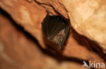 Greater Horseshoe Bat (Rhinolophus ferrumequinum)