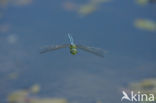 Emperor Dragonfly (Anax imperator)