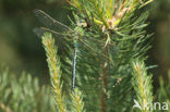 Emperor Dragonfly (Anax imperator)