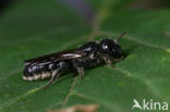 Grote klokjesbij (Chelostoma rapunculi)