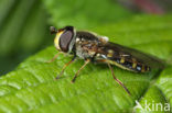 Hover fly (Eupeodes luniger)