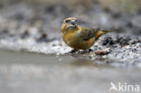 Parrot Crossbill (Loxia pytyopsittacus)