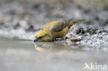 Parrot Crossbill (Loxia pytyopsittacus)