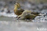 Parrot Crossbill (Loxia pytyopsittacus)