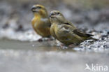 Parrot Crossbill (Loxia pytyopsittacus)