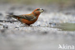 Parrot Crossbill (Loxia pytyopsittacus)