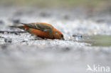 Parrot Crossbill (Loxia pytyopsittacus)