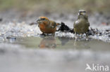 Parrot Crossbill (Loxia pytyopsittacus)