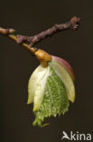 Grote spikkelspanner (Hypomecis roboraria)