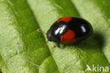 Grote tonderkever (Tritoma bipustulata)