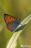 Large Copper (Lycaena dispar rutila)