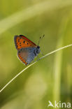 Large Copper (Lycaena dispar rutila)