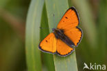 Large Copper (Lycaena dispar rutila)