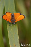 Large Copper (Lycaena dispar rutila)