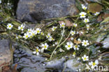 Pond Watercrowfoot (Ranunculus peltatus)