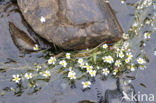 Grote waterranonkel (Ranunculus peltatus)