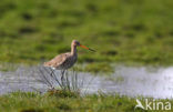 Black-tailed Godwit (Limosa limosa) 