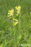 Cowslip (Primula veris)