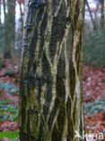 Hornbeam (Carpinus betulus)