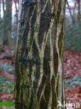 Haagbeuk (Carpinus betulus)