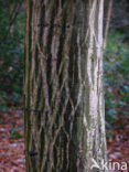 Haagbeuk (Carpinus betulus)