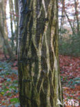 Haagbeuk (Carpinus betulus)