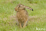 Brown Hare (Lepus europaeus)