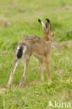 Brown Hare (Lepus europaeus)