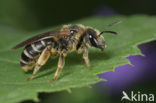 Halictus longobardicus