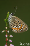 Heideblauwtje (Plebejus argus) 