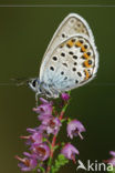 Silver Studded Blue (Plebejus argus)