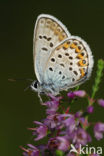 Silver Studded Blue (Plebejus argus)