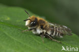 Heidekegelbij (Coelioxys quadridentata) 