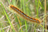 Ground Lackey (Malacosoma castrensis)