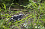 Heikikker (Rana arvalis) 