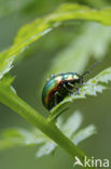 Dead-Nettle Leaf Beetle (Chrysolina fastuosa)