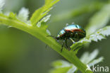 Dead-Nettle Leaf Beetle (Chrysolina fastuosa)