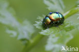 Dead-Nettle Leaf Beetle (Chrysolina fastuosa)