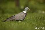 Houtduif (Columba palumbus)