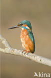Kingfisher (Alcedo atthis)