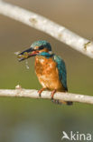 Kingfisher (Alcedo atthis)