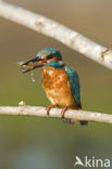 IJsvogel (Alcedo atthis)