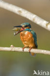 Kingfisher (Alcedo atthis)