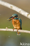 IJsvogel (Alcedo atthis)