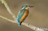 IJsvogel (Alcedo atthis)